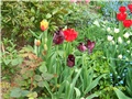 tulipani Black Parrot i Lambada
